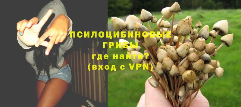 Галлюциногенные грибы MAGIC MUSHROOMS  Богородск 